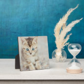 Blue Eyed Kat Fotoplaat (Insitu)