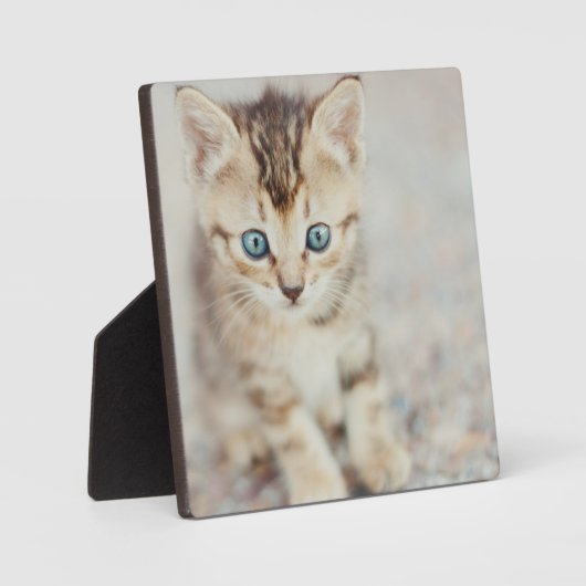 Blue Eyed Kat Fotoplaat (Voorkant)