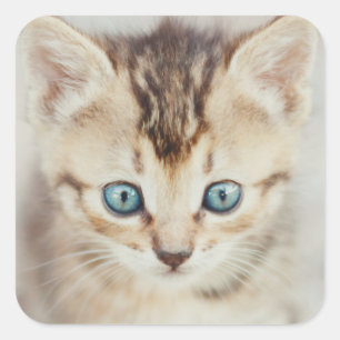 Blue Eyed Kat Vierkante Sticker