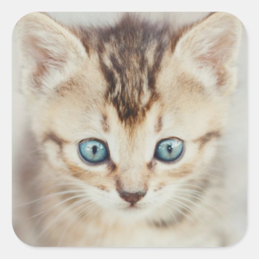 Blue Eyed Kat Vierkante Sticker (Voorkant)