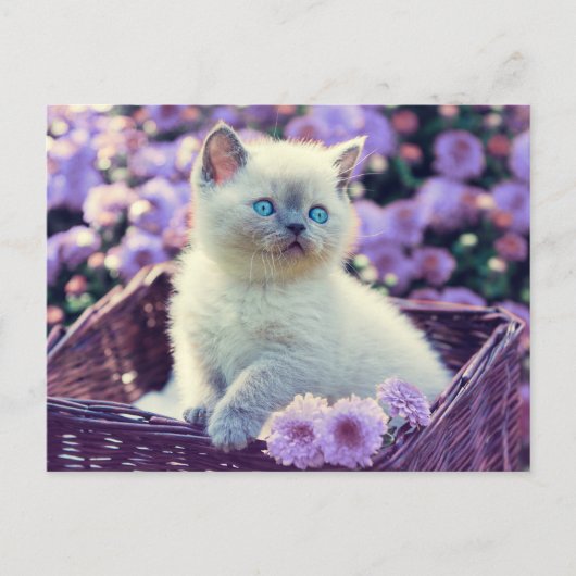 Blue Eyed Kitten Cat in mandje Lila bloemen Briefkaart (Voorkant)
