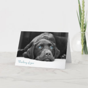 Blue Eyed Labrador Black en White Photo Cards Kaart