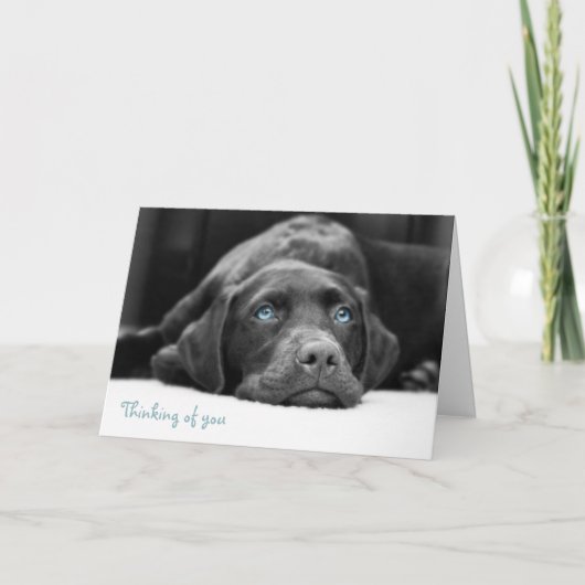 Blue Eyed Labrador Black en White Photo Cards Kaart (Voorkant)