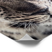 Blue Eyed Leopard Photography Art Poster (Hoek)