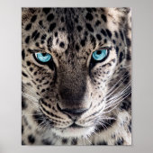 Blue Eyed Leopard Photography Art Poster (Voorkant)