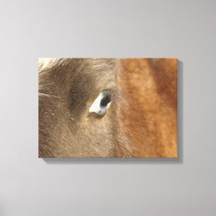 Blue Eyed Mini Filly Canvas Afdruk