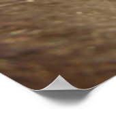 Blue Eyed Mini Filly Poster (Hoek)