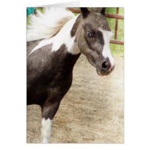 Blue Eyed Mini in de klasse Vrijheid