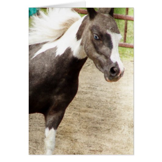 Blue Eyed Mini in de klasse Vrijheid (Voorkant)