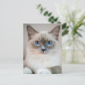 Blue Eyed Ragdoll ‎ Cat Briefkaart (Staand voorkant)