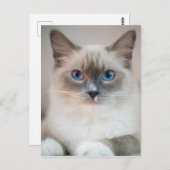Blue Eyed Ragdoll ‎ Cat Briefkaart (Voorkant / Achterkant)