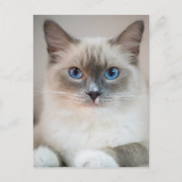 Blue Eyed Ragdoll Cat Briefkaart