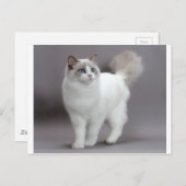 Blue-Eyed Ragdoll Cat Purfection Briefkaart (Voorkant / Achterkant)