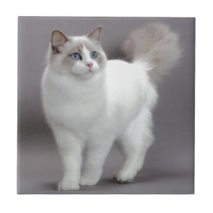Blue-Eyed Ragdoll Cat Purfection Tegeltje