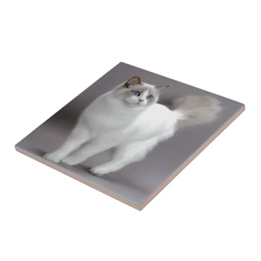Blue-Eyed Ragdoll Cat Purfection Tegeltje (Zijkant)