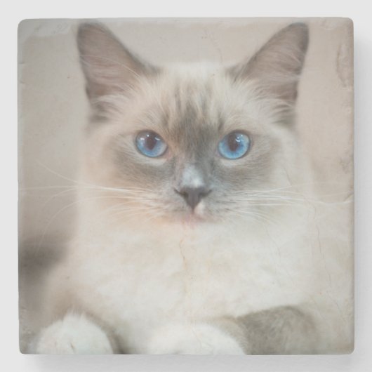 Blue Eyed Ragdoll Cat Stenen Onderzetter (Voorkant)