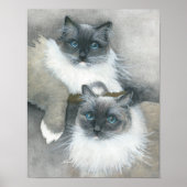 Blue Eyed Ragdoll Cat waterverf Poster (Voorkant)