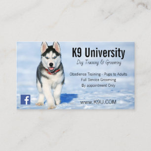 Blue Eyed Siberische Husky Dog Training / Groom Ka Visitekaartje