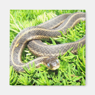 Blue Eyed Snake ~ magnet