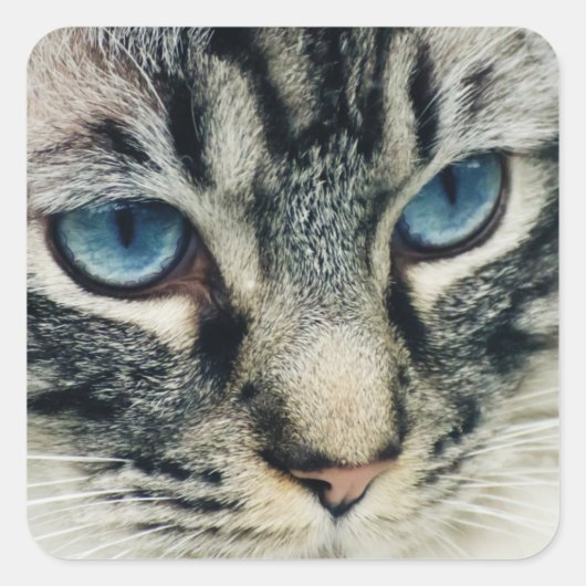 Blue-Eyed Tabby Cat Close-up Vierkante Sticker (Voorkant)