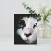 Blue Eyed Tuxedo Cat Close Briefkaart (Staand voorkant)