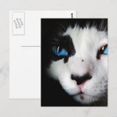 Blue Eyed Tuxedo Cat Close Briefkaart (Voorkant / Achterkant)