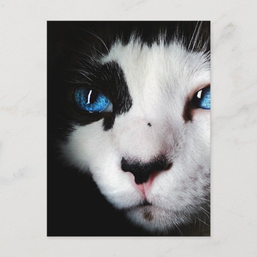 Blue Eyed Tuxedo Cat Close Briefkaart (Voorkant)