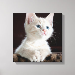 Blue Eyed White Kitten Canvas Afdruk