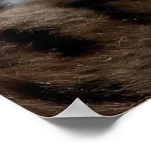 Blue Eyed White Kitten Poster (Hoek)