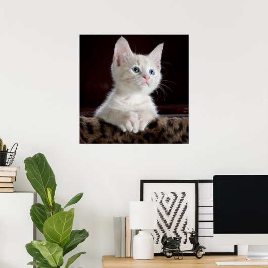 Blue Eyed White Kitten Poster (Thuiskantoor)