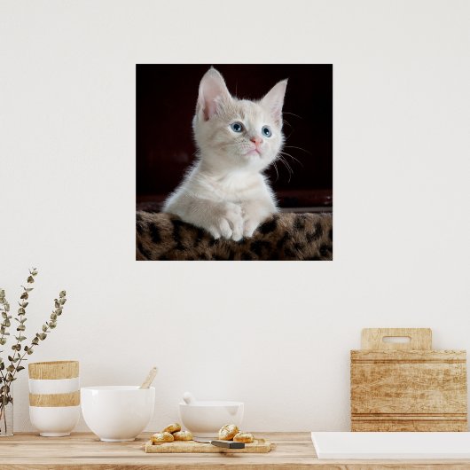 Blue Eyed White Kitten Poster (Keuken)