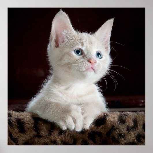 Blue Eyed White Kitten Poster (Voorkant)