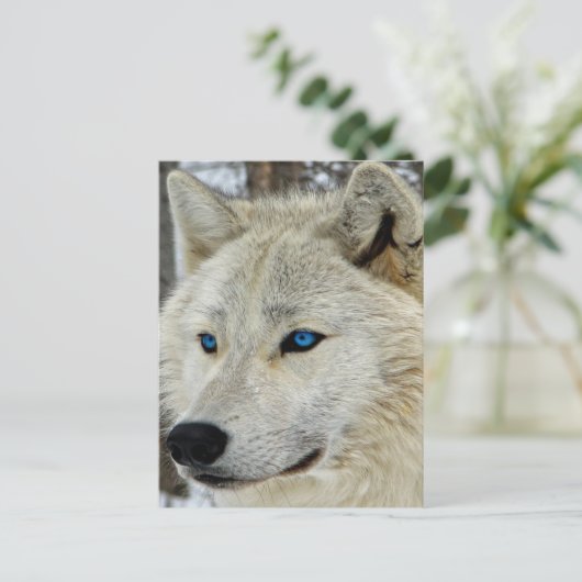 Blue Eyed White Wolf Briefkaart (Staand voorkant)