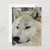 Blue Eyed White Wolf Briefkaart (Voorkant / Achterkant)