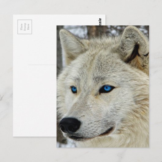 Blue Eyed White Wolf Briefkaart (Voorkant / Achterkant)