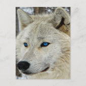 Blue Eyed White Wolf Briefkaart (Voorkant)