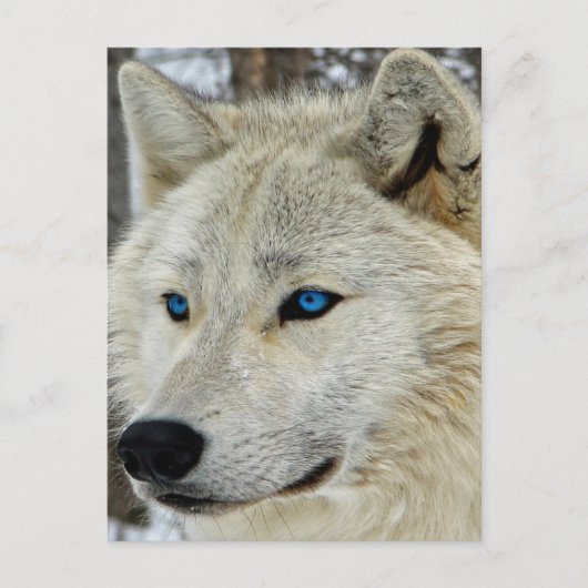 Blue Eyed White Wolf Briefkaart (Voorkant)