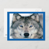 Blue Eyed Wolf Briefkaart (Voorkant / Achterkant)