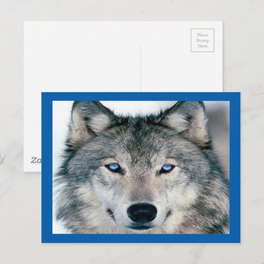 Blue Eyed Wolf Briefkaart (Voorkant / Achterkant)