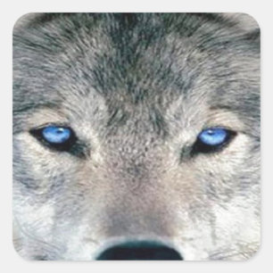 Blue Eyed Wolf Vierkante Sticker