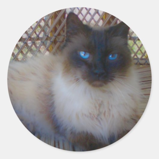 Blue Eyes Kat Collectie Ronde Sticker (Voorkant)