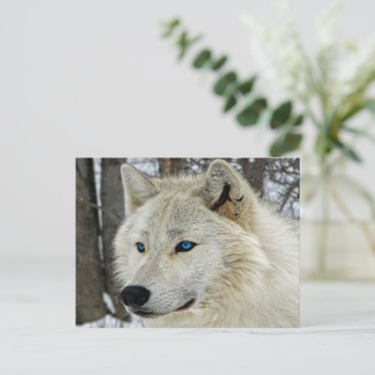 Blue Eyes White Wolf Briefkaart (Staand voorkant)