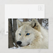 Blue Eyes White Wolf Briefkaart (Voorkant / Achterkant)