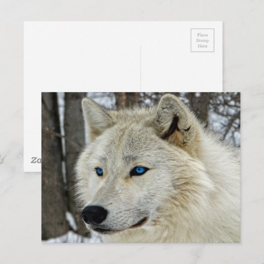 Blue Eyes White Wolf Briefkaart (Voorkant / Achterkant)
