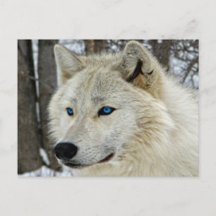 Blue Eyes White Wolf Briefkaart