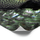 Blue Face Angelfish Poster (Hoek)