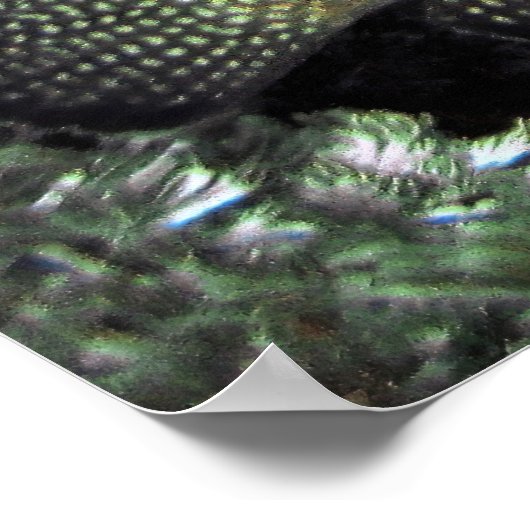 Blue Face Angelfish Poster (Hoek)