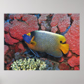 Blue Face Angelfish Poster (Voorkant)