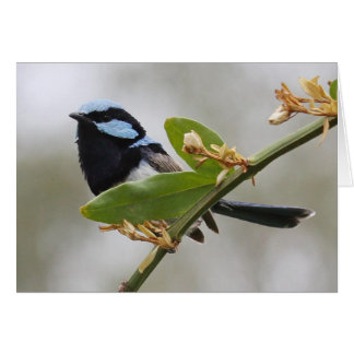Blue Fairy Wren