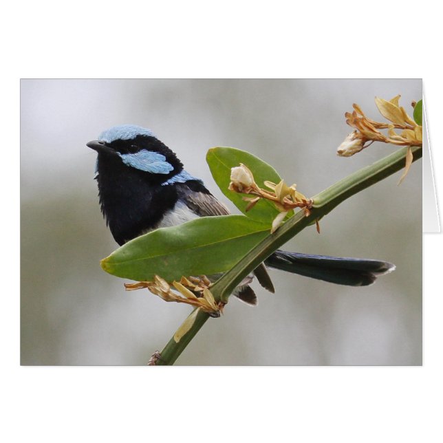 Blue Fairy Wren (Voorkant Horizontaal)